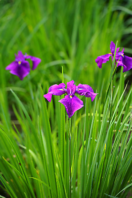 포토 JPG 주간 식물 꽃 자연 사람없음 야외 아웃포커스 보라색 풀잎 세송이 붓꽃 국내포토 자연요소 컬러 잎 촬영기법 3 풀_식물 생태계 파일형식
