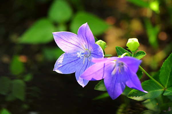 포토 JPG 주간 식물 꽃 잎 자연 근접촬영 사람없음 야외 아웃포커스 보라색 두송이 도라지꽃 국내포토 자연요소 뷰포인트 컬러 2 촬영기법 생태계 파일형식