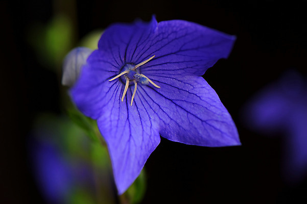 포토 JPG 식물 꽃 한송이 자연 근접촬영 사람없음 야외 아웃포커스 파란색 도라지꽃 국내포토 1 뷰포인트 컬러 촬영기법 생태계 송이 파일형식