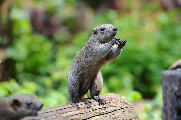 포토 JPG 주간 나무 동물 야생동물 두마리 자연 서기 사람없음 야외 아웃포커스 다람쥐 국내포토 자연요소 식물 2 모션 촬영기법 설치류 생태계 파일형식