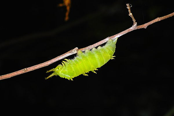 포토 JPG 동물 한마리 곤충 자연 검은배경 사람없음 야외 나뭇가지 야간 송충이 국내포토 자연요소 나무 1 백그라운드 검은색 생태계 파일형식