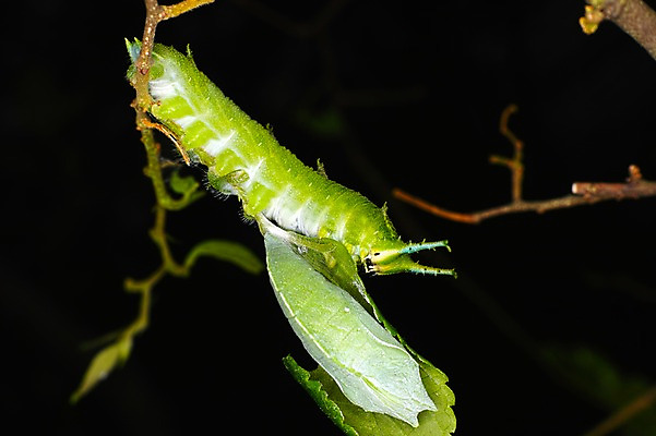 포토 JPG 동물 한마리 곤충 자연 검은배경 나뭇잎 근접촬영 사람없음 야외 아웃포커스 나뭇가지 야간 송충이 국내포토 자연요소 나무 1 뷰포인트 백그라운드 잎 촬영기법 검은색 생태계 파일형식