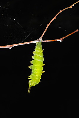 포토 JPG 동물 한마리 곤충 자연 검은배경 매달리기 사람없음 야외 나뭇가지 야간 거미줄 송충이 국내포토 자연요소 나무 1 백그라운드 모션 검은색 생태계 파일형식
