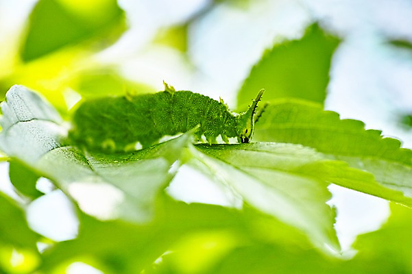 포토 JPG 주간 동물 한마리 곤충 잎 자연 나뭇잎 근접촬영 사람없음 야외 아웃포커스 초록색 연두색 송충이 국내포토 자연요소 식물 1 뷰포인트 컬러 촬영기법 생태계 파일형식