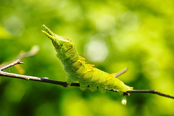 포토 JPG 주간 동물 한마리 곤충 자연 근접촬영 사람없음 야외 아웃포커스 연두색 나뭇가지 송충이 국내포토 자연요소 나무 1 뷰포인트 촬영기법 초록색 생태계 파일형식