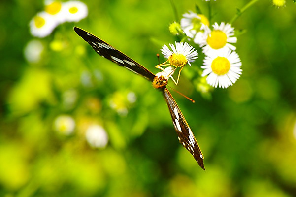 포토 JPG 주간 식물 동물 한마리 꽃 나비 곤충 자연 근접촬영 사람없음 야외 아웃포커스 개망초 국내포토 자연요소 1 뷰포인트 촬영기법 생태계 파일형식