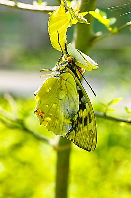 포토 JPG 주간 식물 동물 한마리 나비 곤충 자연 근접촬영 사람없음 야외 아웃포커스 거미줄 애벌레 탈피 국내포토 자연요소 1 뷰포인트 촬영기법 벌레 생태계 파일형식