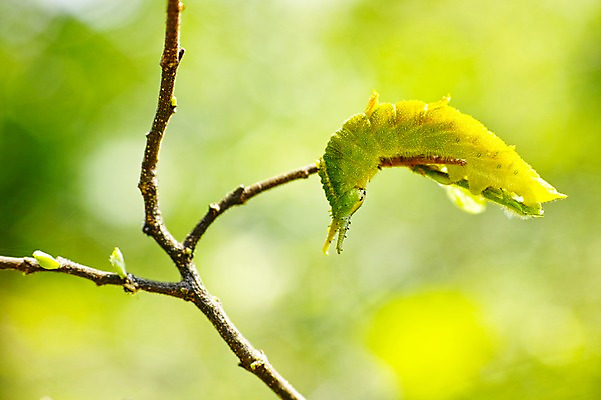 포토 JPG 주간 동물 한마리 곤충 자연 사람없음 야외 아웃포커스 나뭇가지 송충이 국내포토 자연요소 나무 1 촬영기법 생태계 파일형식