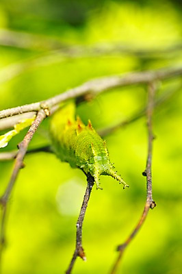 포토 JPG 주간 동물 한마리 곤충 자연 사람없음 야외 아웃포커스 나뭇가지 송충이 국내포토 자연요소 나무 1 촬영기법 생태계 파일형식
