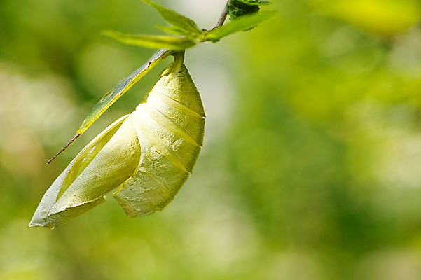 포토 JPG 주간 동물 한마리 곤충 잎 자연 나뭇잎 사람없음 야외 아웃포커스 애벌레 탈피 국내포토 자연요소 식물 1 촬영기법 벌레 생태계 파일형식