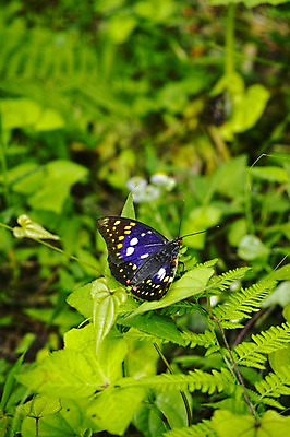 포토 JPG 주간 식물 동물 한마리 나비 곤충 잎 자연 근접촬영 사람없음 야외 아웃포커스 국내포토 자연요소 1 뷰포인트 촬영기법 생태계 파일형식