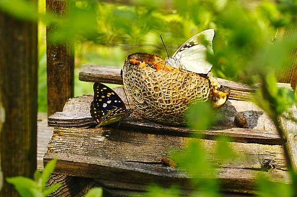 포토 JPG 주간 나무 식물 동물 나비 곤충 잎 두마리 자연 사람없음 야외 아웃포커스 멜론 국내포토 자연요소 2 과일 촬영기법 생태계 파일형식