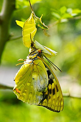 포토 JPG 주간 식물 동물 한마리 나비 곤충 자연 근접촬영 사람없음 야외 아웃포커스 애벌레 탈피 국내포토 자연요소 1 뷰포인트 촬영기법 벌레 생태계 파일형식