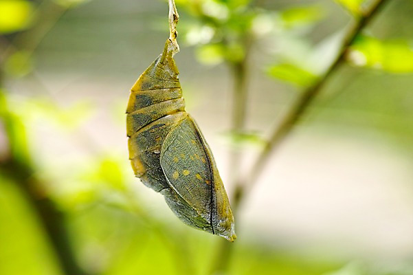 포토 JPG 주간 동물 한마리 곤충 자연 매달리기 사람없음 야외 아웃포커스 애벌레 국내포토 자연요소 1 모션 촬영기법 벌레 생태계 파일형식