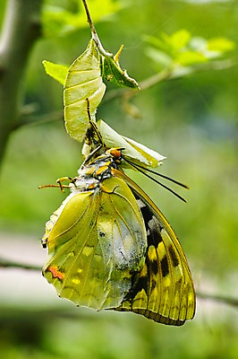 포토 JPG 주간 식물 동물 한마리 나비 곤충 자연 근접촬영 사람없음 야외 아웃포커스 애벌레 탈피 국내포토 자연요소 1 뷰포인트 촬영기법 벌레 생태계 파일형식