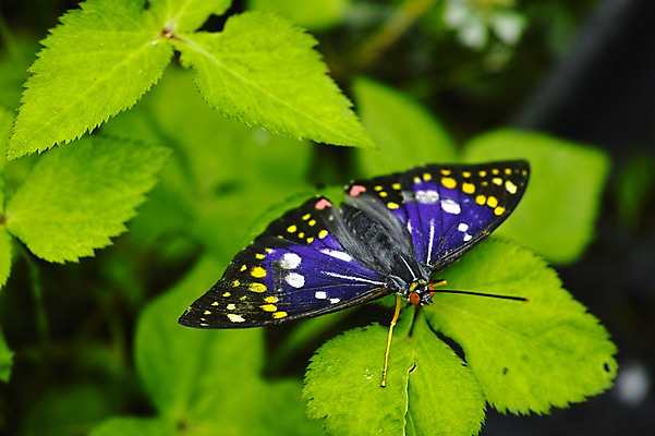 포토 JPG 주간 식물 동물 한마리 나비 곤충 잎 자연 근접촬영 사람없음 야외 아웃포커스 국내포토 자연요소 1 뷰포인트 촬영기법 생태계 파일형식