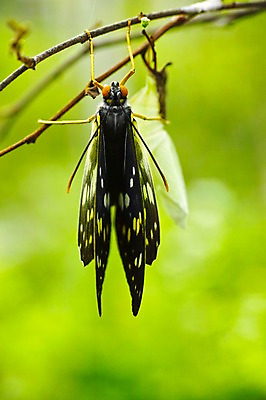 포토 JPG 주간 동물 한마리 나비 곤충 자연 매달리기 근접촬영 사람없음 야외 아웃포커스 나뭇가지 국내포토 자연요소 나무 1 뷰포인트 모션 촬영기법 생태계 파일형식