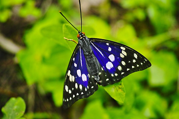 포토 JPG 주간 식물 동물 한마리 나비 곤충 잎 자연 근접촬영 사람없음 야외 아웃포커스 국내포토 자연요소 1 뷰포인트 촬영기법 생태계 파일형식
