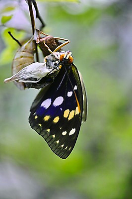 포토 JPG 주간 동물 한마리 나비 곤충 자연 근접촬영 사람없음 야외 아웃포커스 번데기 탈피 국내포토 자연요소 1 뷰포인트 촬영기법 생태계 파일형식