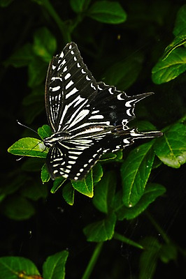 포토 JPG 주간 식물 동물 한마리 나비 곤충 잎 자연 근접촬영 사람없음 야외 국내포토 자연요소 1 뷰포인트 생태계 파일형식