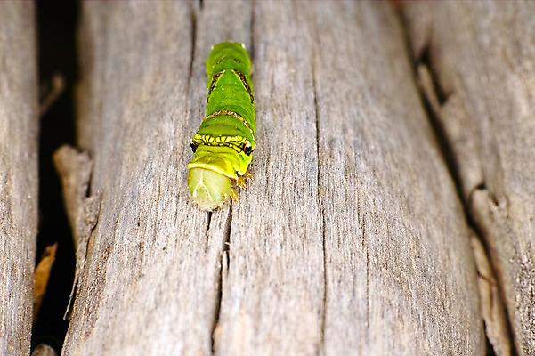 포토 JPG 주간 나무 동물 한마리 곤충 자연 근접촬영 사람없음 야외 아웃포커스 송충이 국내포토 자연요소 식물 1 뷰포인트 촬영기법 생태계 파일형식
