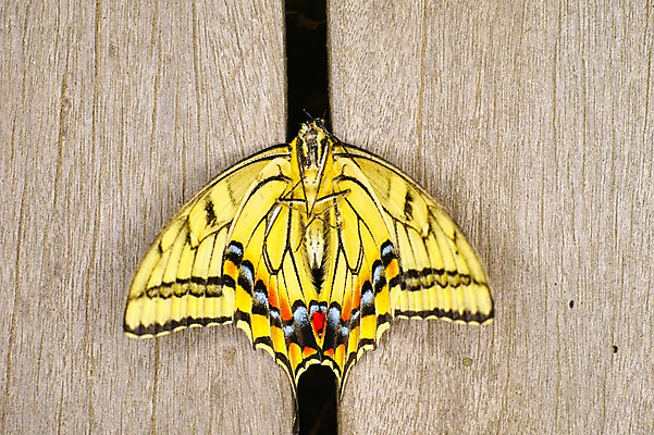 포토 JPG 동물 한마리 나비 곤충 자연 근접촬영 사람없음 노란색 국내포토 1 뷰포인트 컬러 생태계 파일형식