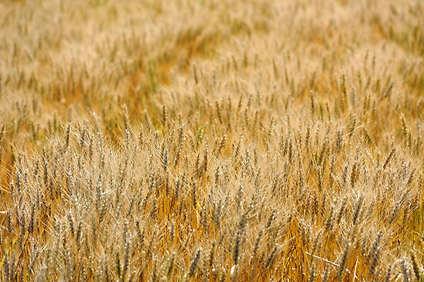 포토 JPG 주간 식물 백그라운드 밭 자연 사람없음 야외 아웃포커스 농경지 농사 보리 이삭 국내포토 자연요소 농업 곡류 촬영기법 농장 생태계 파일형식