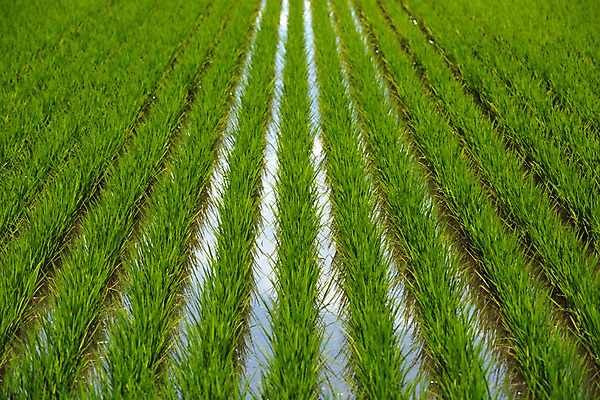 포토 JPG 주간 백그라운드 자연 논 사람없음 야외 초록색 농경지 농사 모내기 국내포토 자연요소 컬러 농업 농장 생태계 파일형식