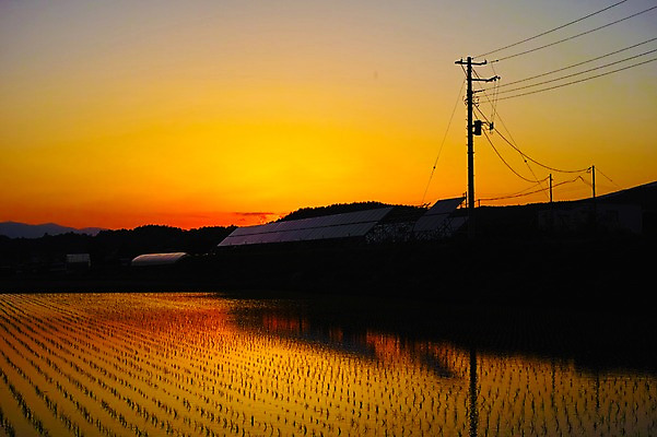 포토 JPG 구름 실루엣 자연현상 자연 하늘 산 논 풍경 사람없음 야외 농경지 노을 일본 일몰 전선 야간 전봇대 국내포토 자연요소 공공시설 아시아 농업 촬영기법 농장 생태계 파일형식