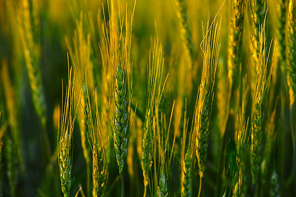 포토 JPG 주간 식물 백그라운드 자연 논 근접촬영 사람없음 야외 아웃포커스 벼 이삭 국내포토 자연요소 뷰포인트 농업 곡류 촬영기법 생태계 파일형식