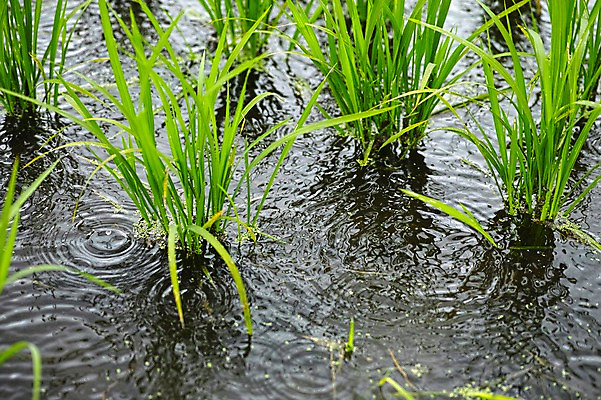 포토 JPG 주간 식물 자연 논 사람없음 야외 물 농경지 일본 모내기 국내포토 자연요소 아시아 농업 농장 생태계 파일형식