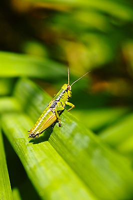 포토 JPG 주간 동물 한마리 곤충 잎 자연 근접촬영 사람없음 야외 아웃포커스 풀잎 메뚜기 국내포토 자연요소 식물 1 뷰포인트 촬영기법 풀_식물 생태계 파일형식