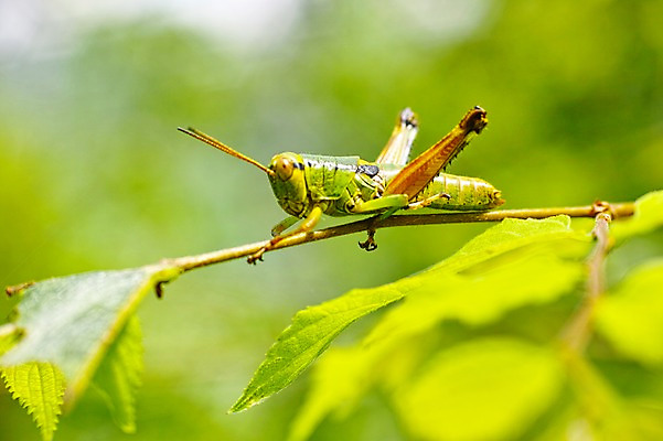 포토 JPG 주간 동물 한마리 곤충 잎 자연 근접촬영 사람없음 야외 아웃포커스 메뚜기 국내포토 자연요소 식물 1 뷰포인트 촬영기법 생태계 파일형식