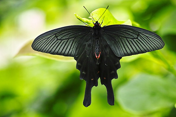포토 JPG 주간 식물 동물 한마리 나비 곤충 잎 자연 근접촬영 사람없음 야외 아웃포커스 검은색 국내포토 자연요소 1 뷰포인트 컬러 촬영기법 생태계 파일형식