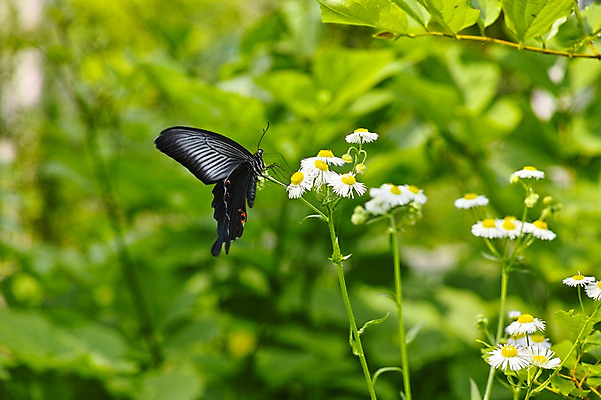 포토 JPG 주간 식물 동물 한마리 꽃 여러송이 나비 곤충 자연 사람없음 야외 아웃포커스 개망초 국내포토 자연요소 1 다수 촬영기법 생태계 파일형식