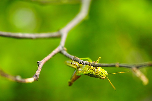 포토 JPG 주간 나무 동물 한마리 곤충 자연 사람없음 야외 아웃포커스 나뭇가지 메뚜기 국내포토 자연요소 식물 1 촬영기법 생태계 파일형식