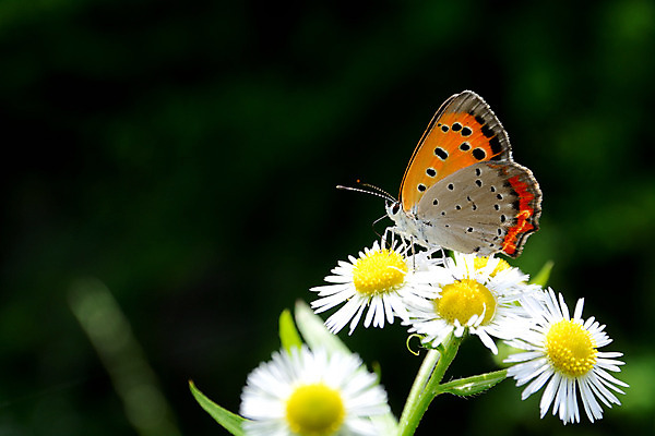 포토 JPG 주간 식물 동물 한마리 꽃 여러송이 나비 곤충 자연 사람없음 야외 아웃포커스 개망초 국내포토 자연요소 1 다수 촬영기법 생태계 파일형식