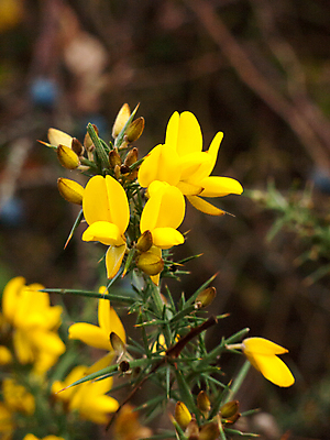 포토 JPG 해외이미지 식물 계절 공원 꽃 문화 잎 꽃무늬 밭 모션 자연 사람 사람없음 야외 초록색 여름 농장 노란색 머리 맑음 봄 들꽃 금지 성장 벚꽃 시골 가시 닫기 작음 큼 그림 냄새 장면 상록수 해외202004 해외포토 공공시설 컬러 무늬 농업 날씨 신체부위 크기 생태계 파일형식 이미지허브