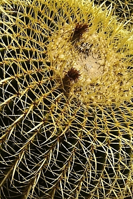 포토 JPG 해외이미지 식물 공원 꽃잎 꽃 백그라운드 잎 꽃무늬 패턴 오렌지 자연 선인장 건조 사람없음 장식 빨간색 초록색 태양 노란색 정원 봄 사막 성장 벚꽃 흰색 신선 개화 가시 닫기 냄비 작음 척추 묘사 날카로움 내추럴 고립 해외202004 해외포토 자연요소 계절 공공시설 컬러 무늬 과일 모션 뼈 솥 크기 생태계 파일형식 이미지허브