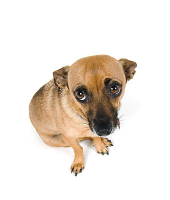 포토 JPG 해외이미지 동물 응시 남자 새끼 발 피곤 소년 사람없음 반려동물 갈색 흰색 퍼즐 휴게실 개 혼합 작음 귀 위치 송곳니 고립 땅바닥 트러블 해외202004 해외포토 시선 어린이 컬러 컨셉 포유류 바닥 사람 신체부위 치아 크기 파일형식 이미지허브