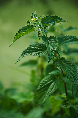 포토 JPG 해외이미지 식물 전통 꽃 음식 백그라운드 잎 꽃무늬 패턴 밭 자연 건강 사람없음 초록색 약 고통 성장 흰색 신선 약초 허브 묘사 내추럴 돌봄 치료제 해외202004 해외포토 감정 컬러 무늬 농업 의학 모션 풀_식물 생태계 파일형식 이미지허브