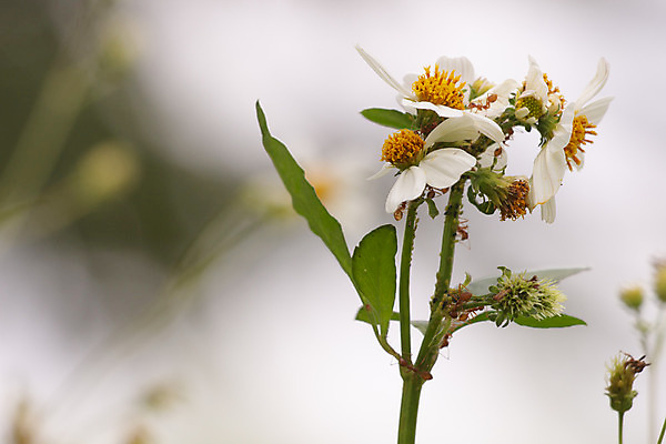 포토 JPG 해외이미지 식물 꽃 백그라운드 잎 사람없음 초록색 여름 정원 봄 벚꽃 신선 소프트포커스 작음 해외202004 해외포토 계절 컬러 촬영기법 크기 파일형식 이미지허브