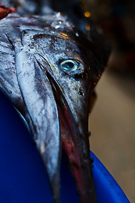 포토 JPG 해외이미지 동물 아시아 얼굴 바다 여행 태국 자연 낚시 어류 사람없음 여름 죽음 해산물 해외202004 해외포토 계절 나라 레저 신체부위 수중동물 생태계 파일형식 이미지허브