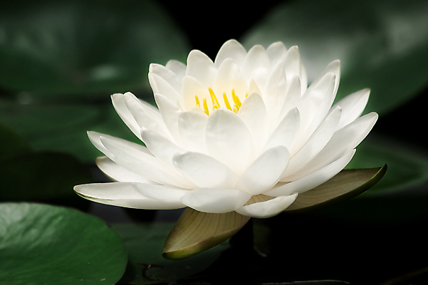 포토 JPG 해외이미지 식물 공원 꽃잎 꽃 호수 잎 꽃무늬 자연 표면 동양인 사람없음 야외 가로 초록색 물 환경 정원 검은색 침묵 벚꽃 흰색 연못 개화 부드러움 내추럴 강렬 이국적 취급주의 해외202004 해외포토 자연요소 공공시설 컬러 무늬 경고 인종 소리 감각 생태계 파일형식 이미지허브