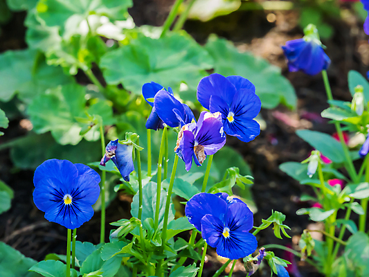 포토 JPG 해외이미지 식물 꽃잎 꽃 야생동물 줄기 백그라운드 꽃무늬 자연 벽지 사람없음 장식 환경 보라색 활발 벚꽃 개화 제비꽃 원예 향기 꽃가루 내추럴 강렬 생태학 아르메니아 영원 해외202004 해외포토 동물 교육 컬러 컨셉 무늬 취미 가루 생태계 냄새 파일형식 이미지허브