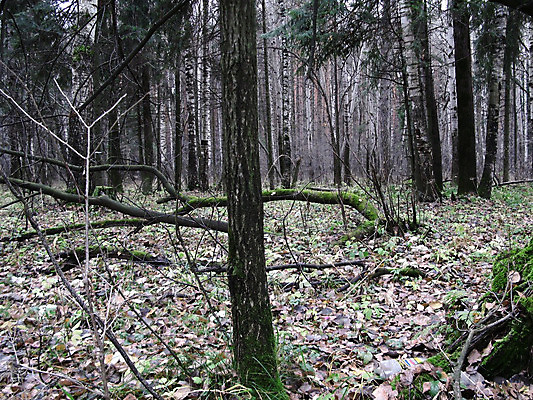 포토 JPG 해외이미지 나무 문화 날씨 기술 사람없음 강 가을 숲 러시아 철학 해외202004 해외포토 식물 계절 교육 유럽 파일형식 이미지허브