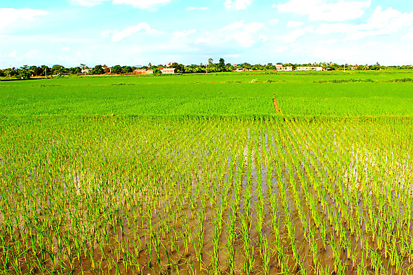 포토 JPG 해외이미지 식물 아시아 문화 음식 여행 백그라운드 농업 태국 자연 하늘 밥 산 동양인 풍경 사람없음 초록색 파란색 농장 계곡 중국 수확 시골 낟알 베트남 논밭 밭일 해외202004 해외포토 나라 산업 컬러 밭 논 인종 동남아시아 생태계 파일형식 이미지허브