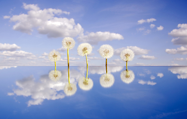 포토 JPG 해외이미지 식물 구름 계절 꽃 백그라운드 자연 바람 씨앗 풍경 사람없음 장식 여름 빛 반사 머리 우주 환경 봄 거울 흰색 민들레 유기농 5 솜털 내추럴 해외202004 해외포토 자연요소 웰빙 컬러 날씨 신체부위 숫자 생태계 파일형식 이미지허브