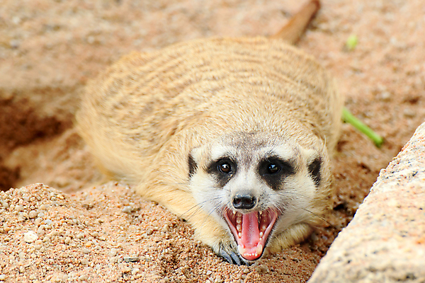 포토 JPG 해외이미지 동물 응시 공원 얼굴 야생동물 포유류 가족 아프리카 자연 엄마 생물 털 동물원 서기 경비 앉기 사람없음 갈색 사막 입 황무지 달콤 보호 작음 사파리 손목시계 주둥이 남쪽 경보 남아프리카 미어캣 생태학 칼라하리 해외202004 해외포토 시선 공공시설 교육 나라 시계 컬러 컨셉 장신구 관계 모션 안전 신체부위 맛 크기 방향 생태계 파일형식 이미지허브