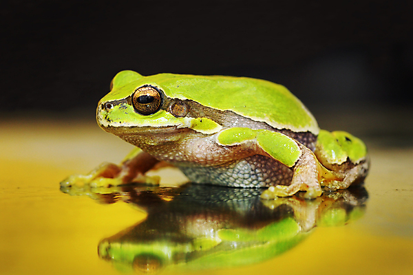 포토 JPG 해외이미지 전신 나무 동물 척추동물 1 응시 유럽 야생동물 백그라운드 파충류 자연 개구리 양서류 서기 사람없음 초록색 물 반려동물 컬러풀 반사 정원 닫기 작음 묘사 멸종 두꺼비 내추럴 강렬 동물상 어려움 못생김 끈적임 해외202004 해외포토 자연요소 식물 시선 나라 컬러 모션 조형물 크기 생태계 파일형식 이미지허브